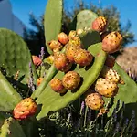 Villa Amnos Mykonos - A Blue Eye Collection Kalafatis